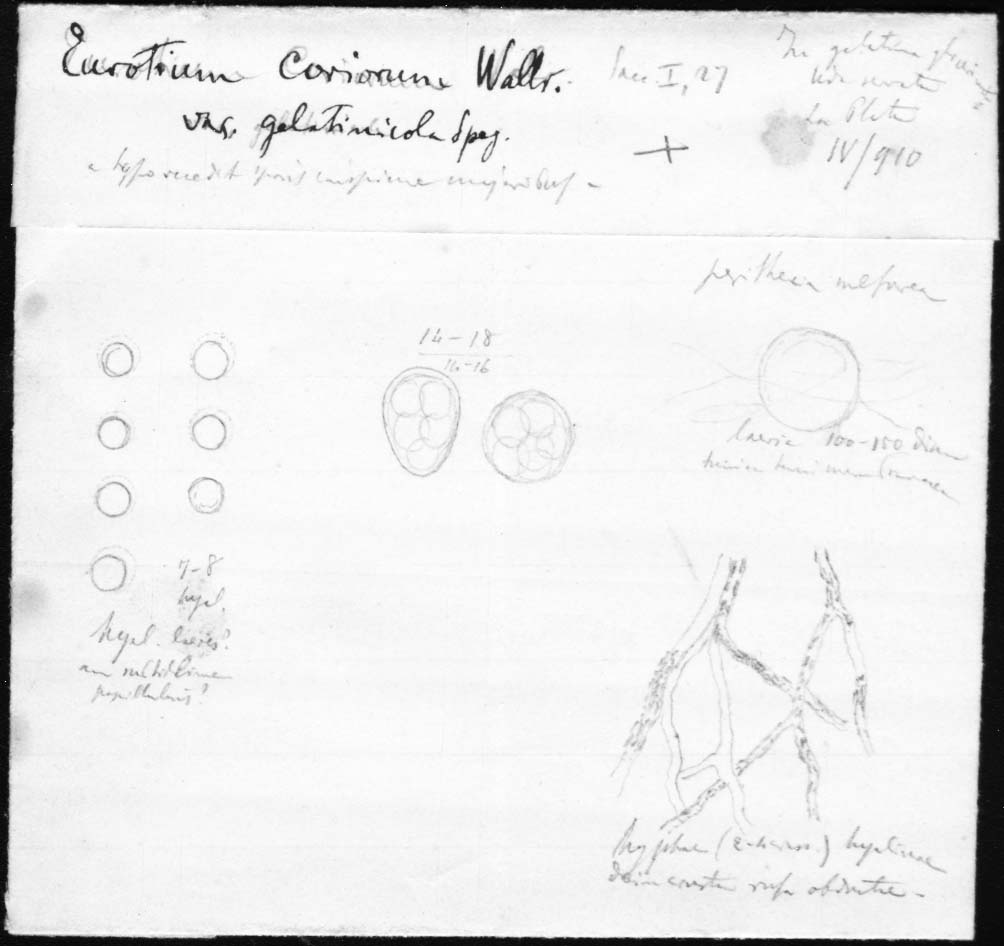 dibujo de Eurotium coriorum var. gelatinicola Speg.
