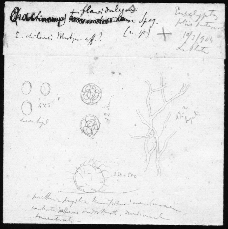 dibujo de Arachnomyces flavidulus Speg.