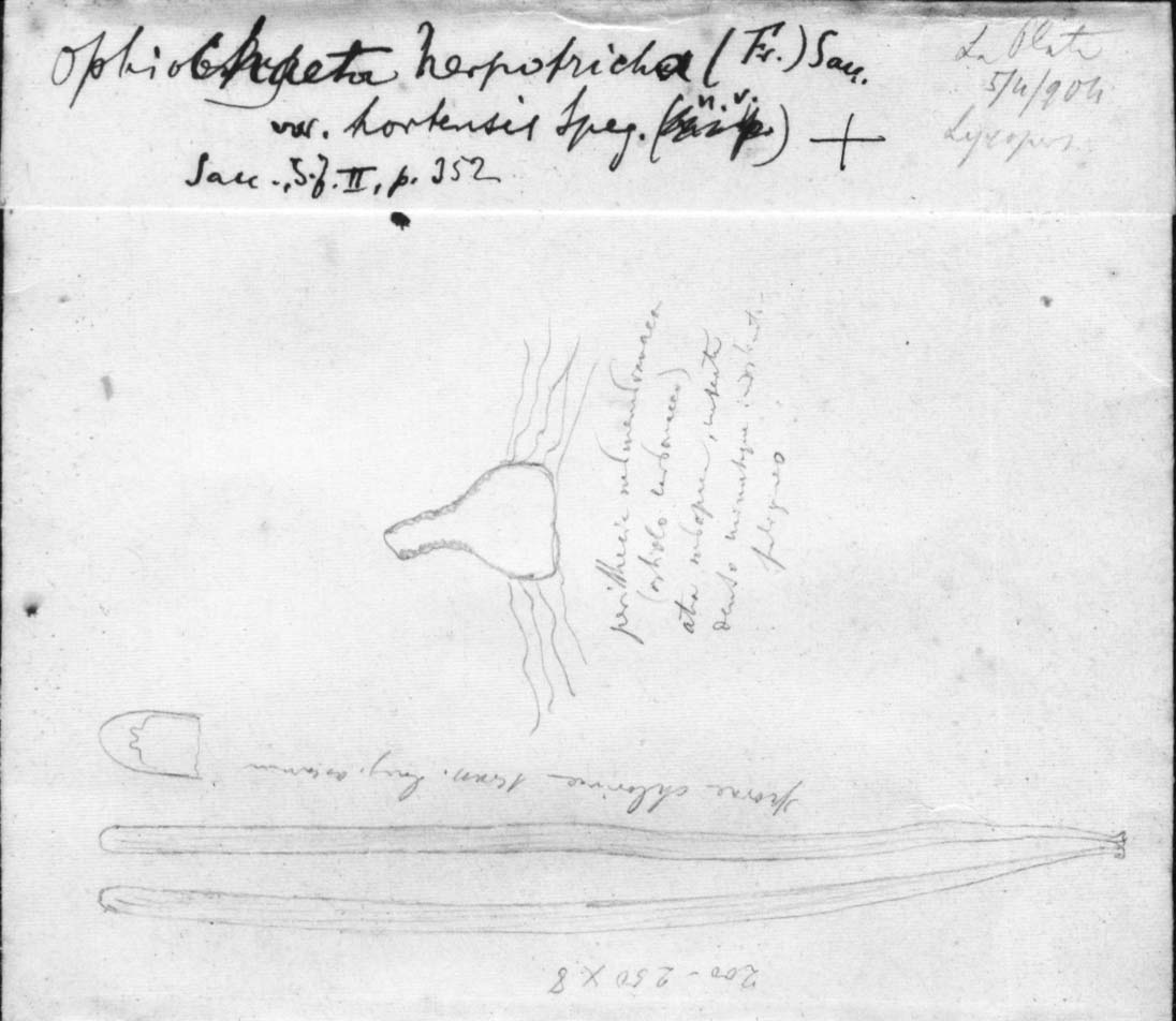 dibujo de Ophiochaeta herpotricha var. hortensis Speg.