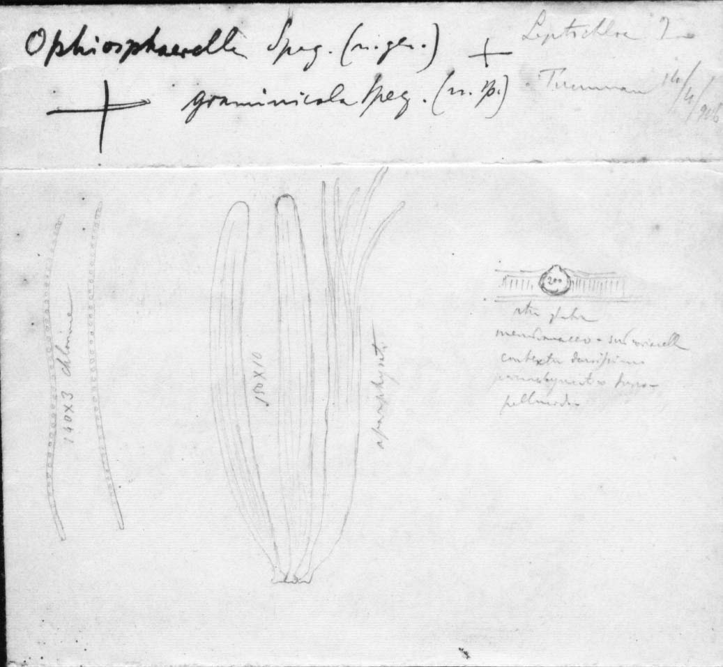 dibujo de Ophiosphaerella graminicola Speg.