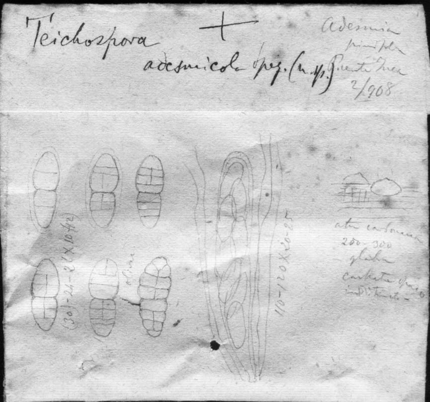 dibujo de Teichospora adesmicola Speg.