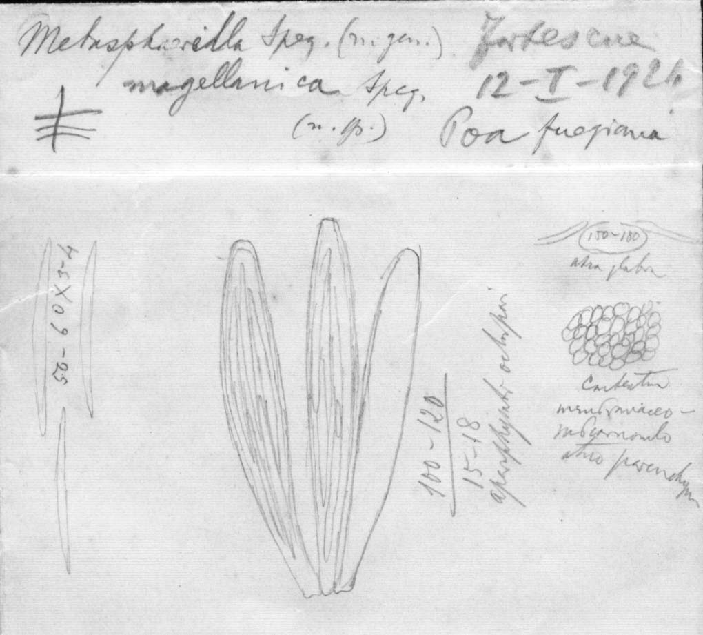 dibujo de Metasphaerella subantarctica Speg.