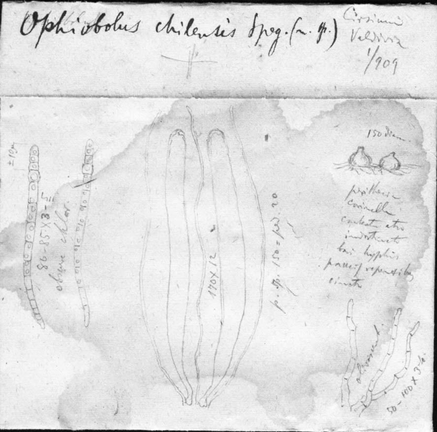 dibujo de Ophiobolus chilensis Speg.