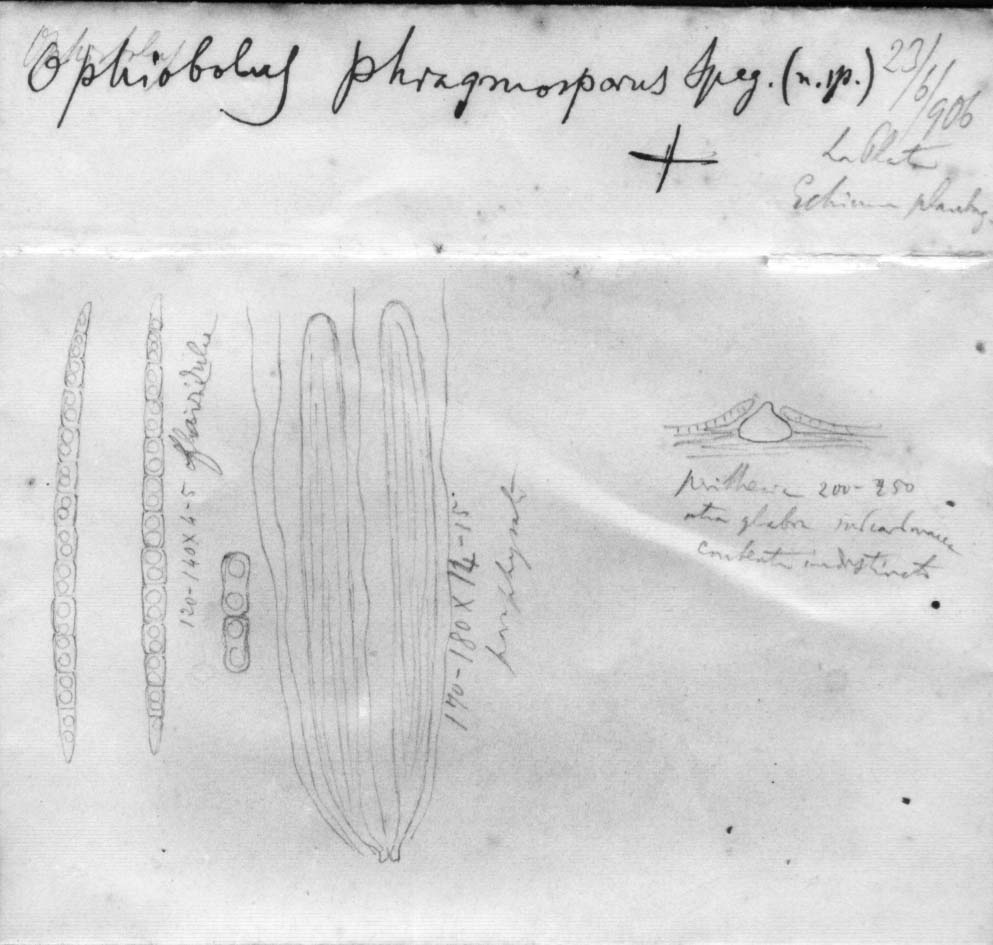 dibujo de Ophiobolus phragmosporus Speg.