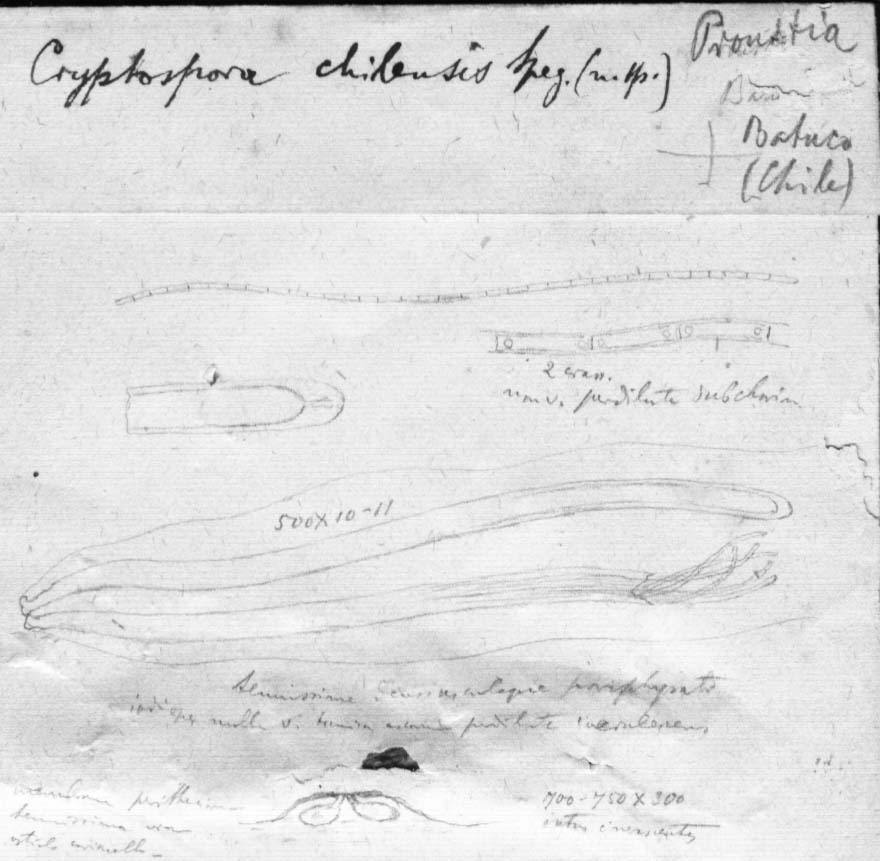 dibujo de Cryptospora chilensis Speg.