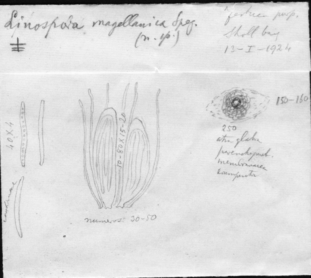 dibujo de Linospora magellanica Speg.
