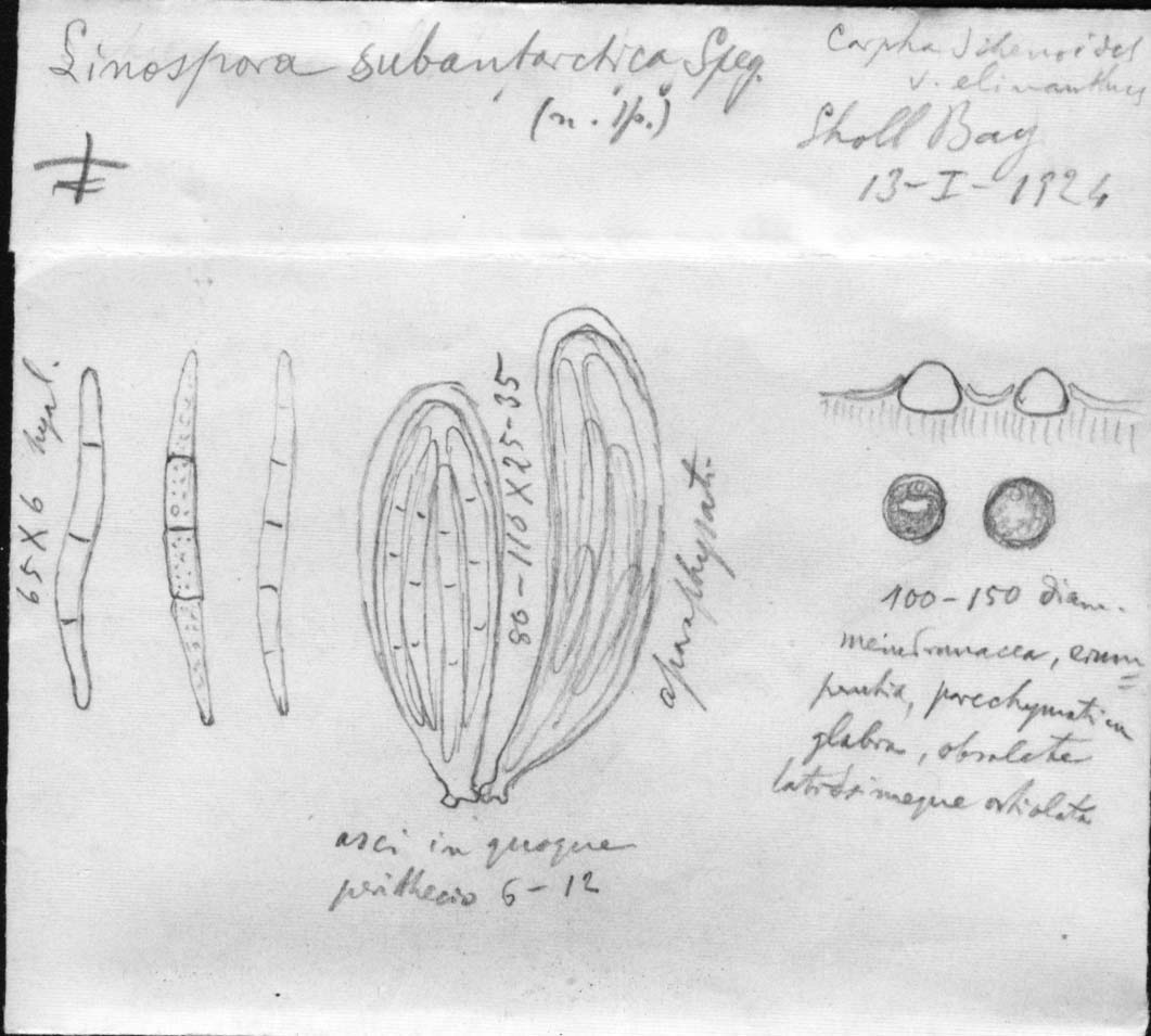 dibujo de Linospora antarctica Speg.