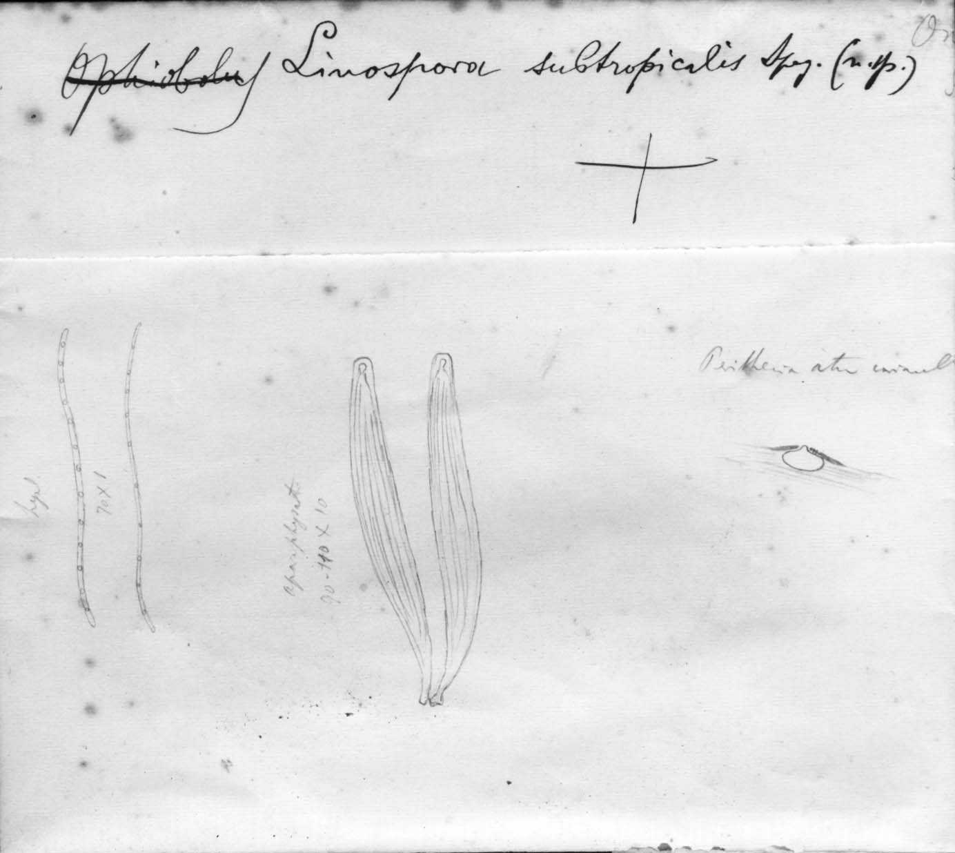 dibujo de Linospora subtropicalis Speg.