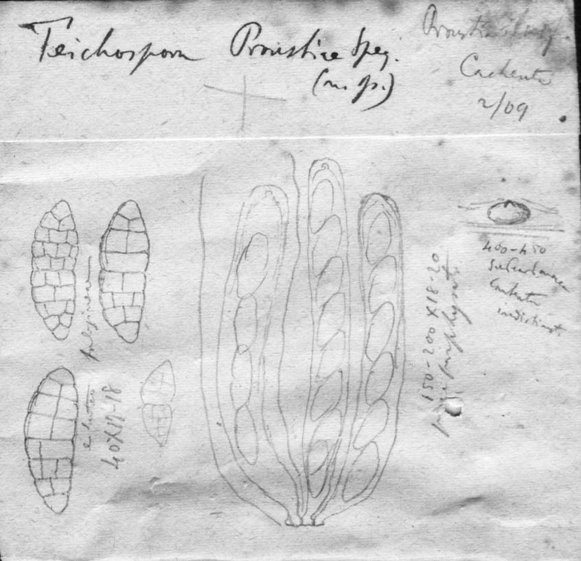 dibujo de Teichospora proustiae Speg.