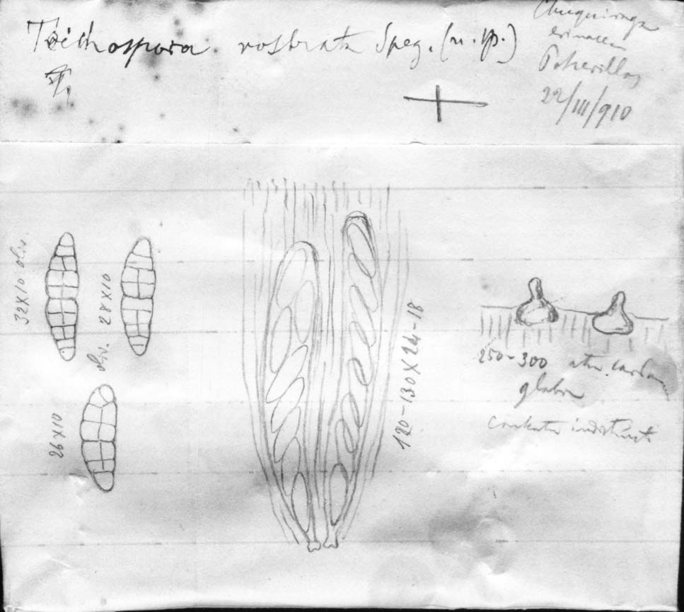 dibujo de Teichospora rostrata Speg.