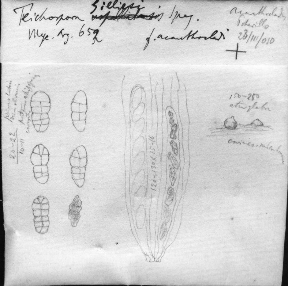 drawing of Teichospora gilliesi forma hualaniae Speg.