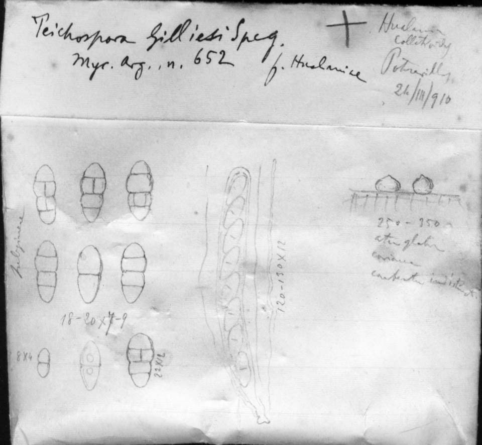 drawing of Teichospora gilliesi forma hualaniae Speg.