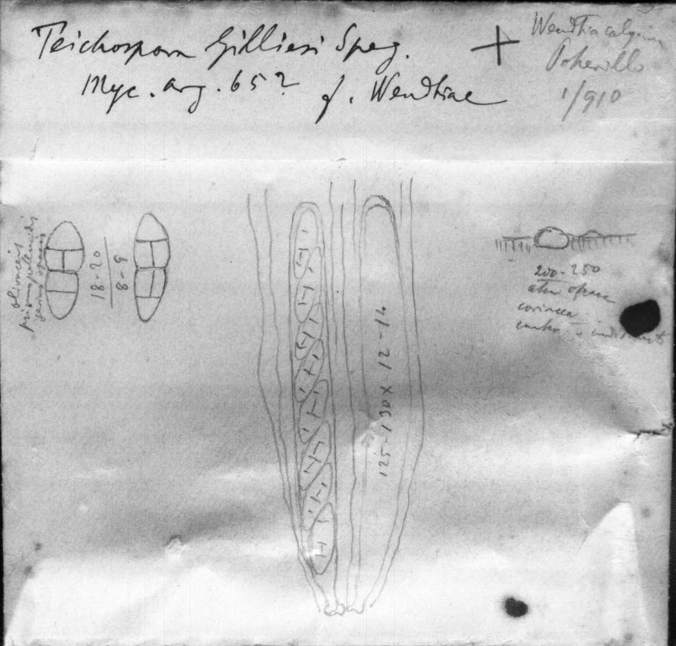 dibujo de Teichospora gilliesi forma wendtiae Speg.
