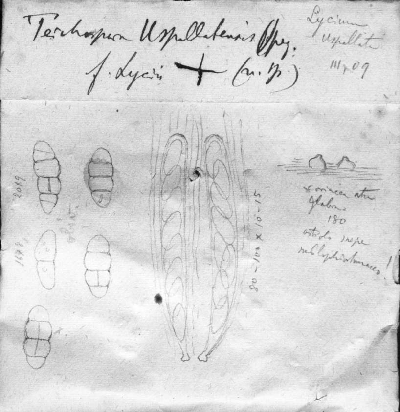 dibujo de Teichospora uspallatensis Speg.