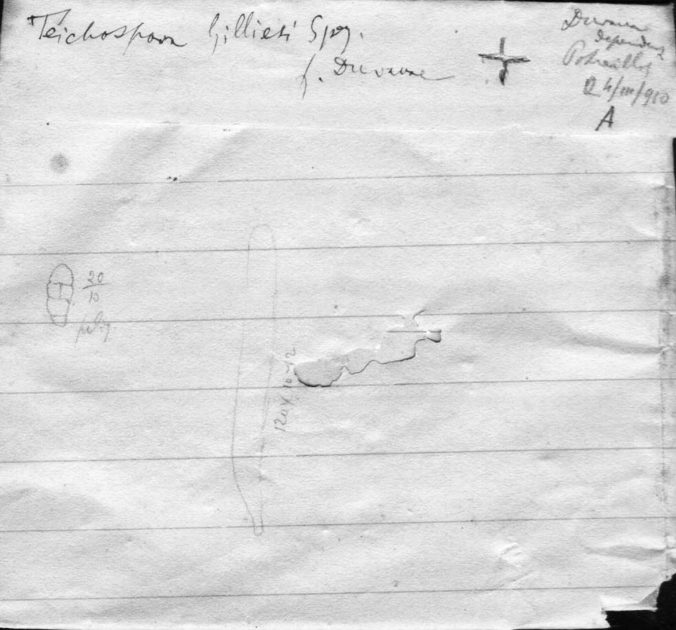dibujo de Teichospora gilliesi forma duvauae Speg.
