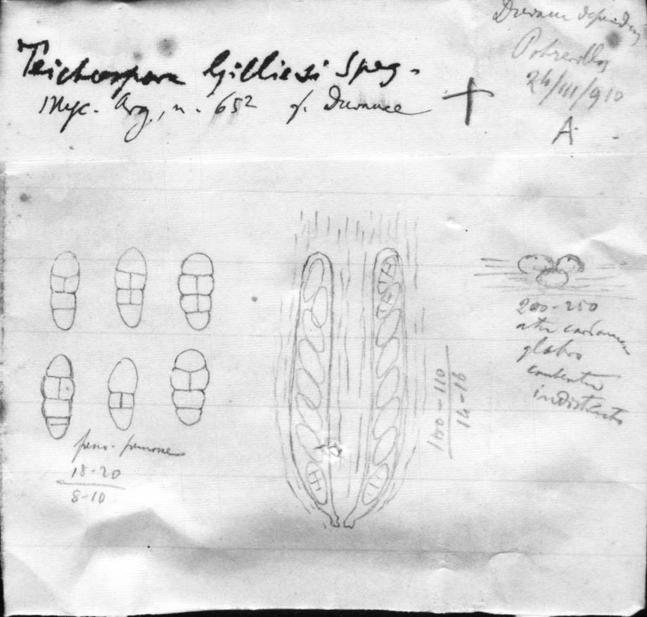 dibujo de Teichospora gilliesi forma duvauae Speg.