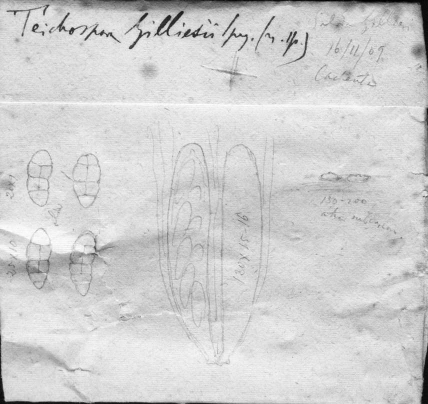 dibujo de Teichospora gilliesi Speg.
