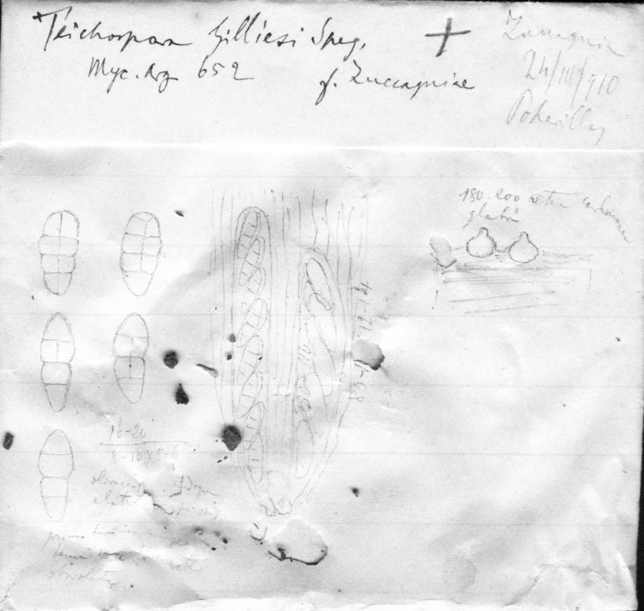 dibujo de Teichospora gilliesi forma zuccagniae Speg.