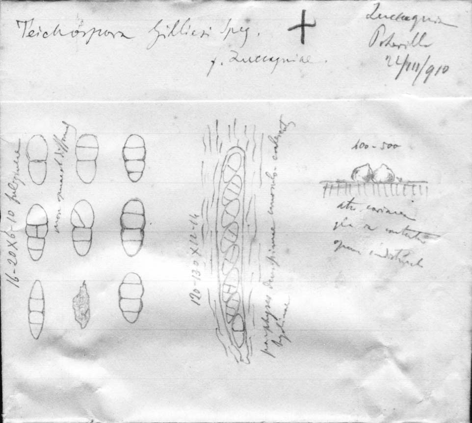 dibujo de Teichospora gilliesi forma zuccagniae Speg.