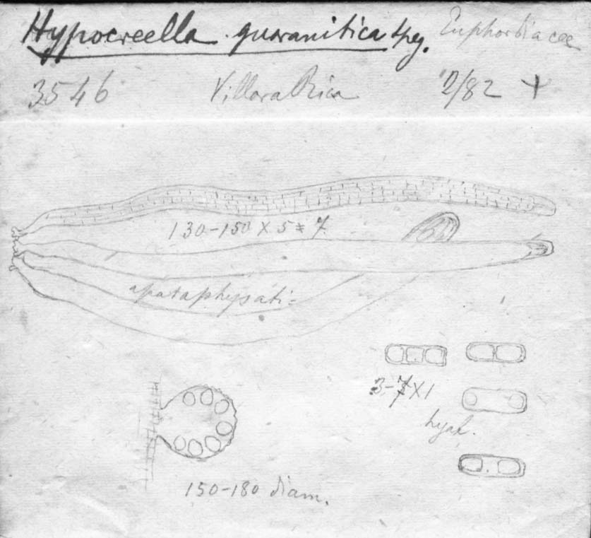 dibujo de Hypocrella guaranitica Speg.