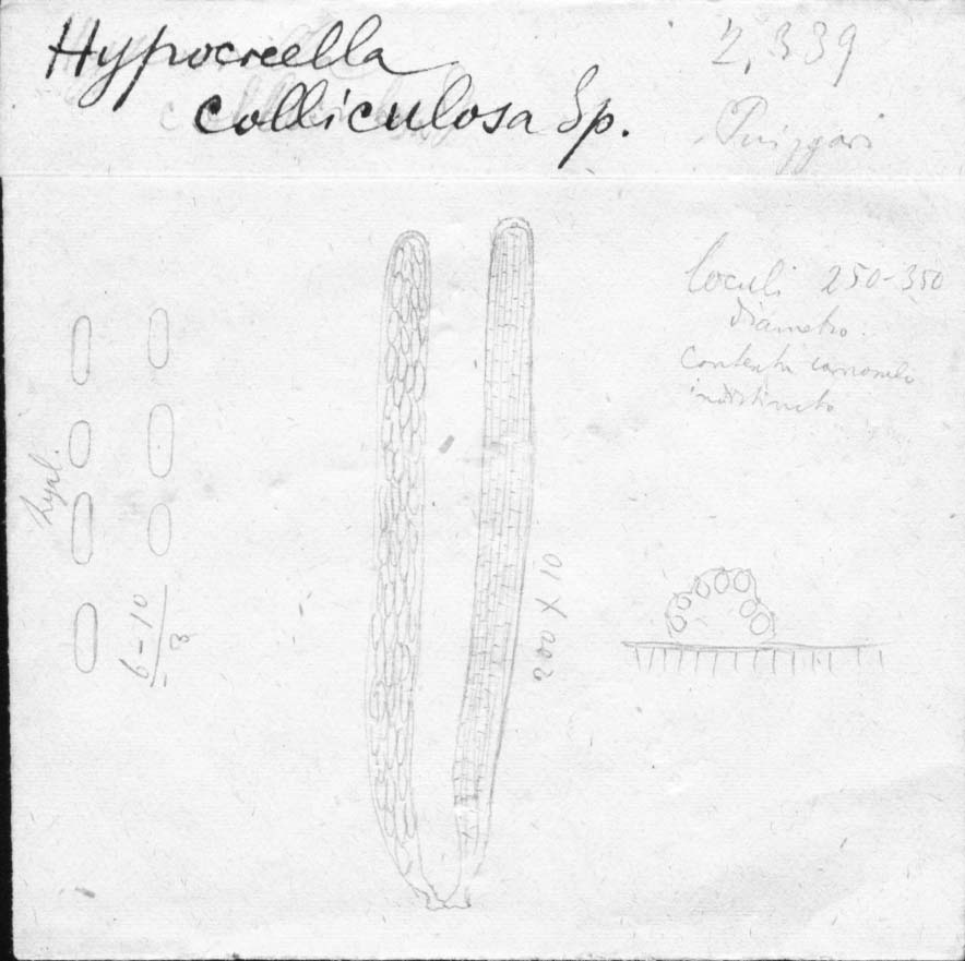 dibujo de Hypocrella colliculosa Speg.