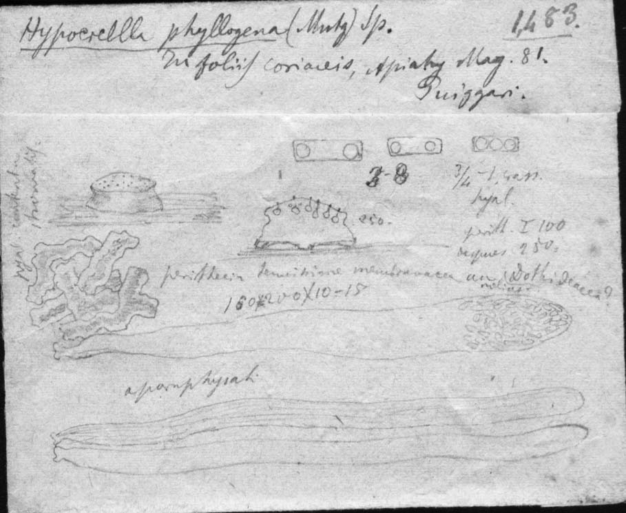 dibujo de Hypocrella phyllogena (Mont.) Speg.