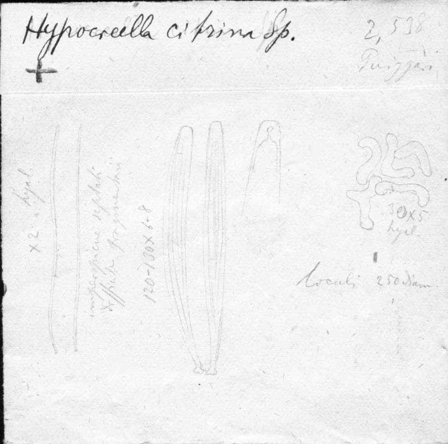 dibujo de Hypocrella citrina Speg.