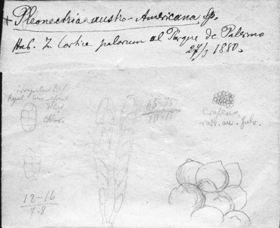 dibujo de Pleonectria austro-americana Speg.