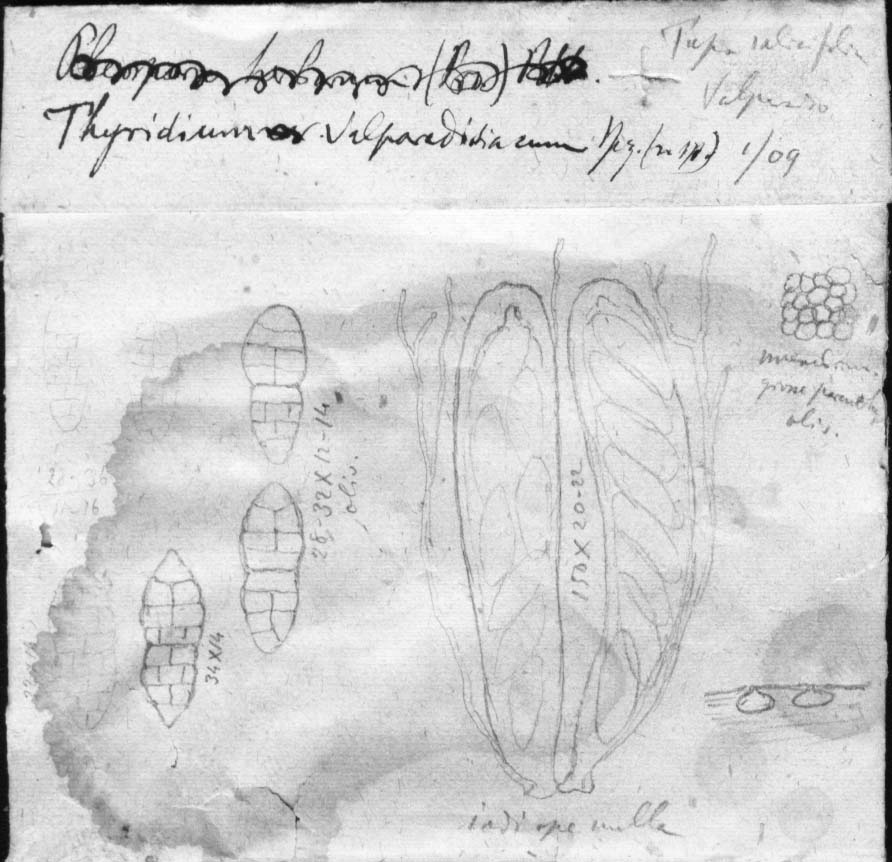dibujo de Thyridium valparadisiacum Speg.
