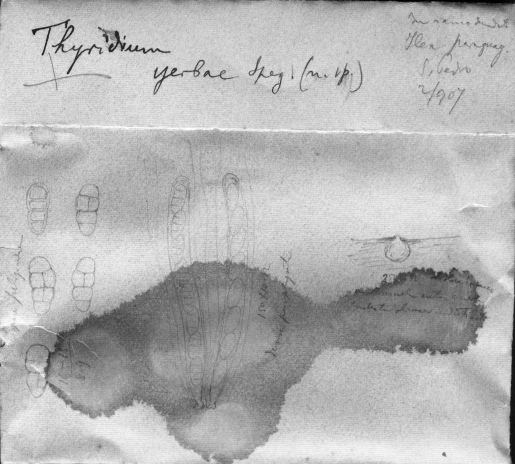 dibujo de Thyridium yerbae Speg.