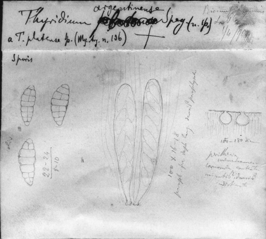 dibujo de Thyridium argentinense Speg.
