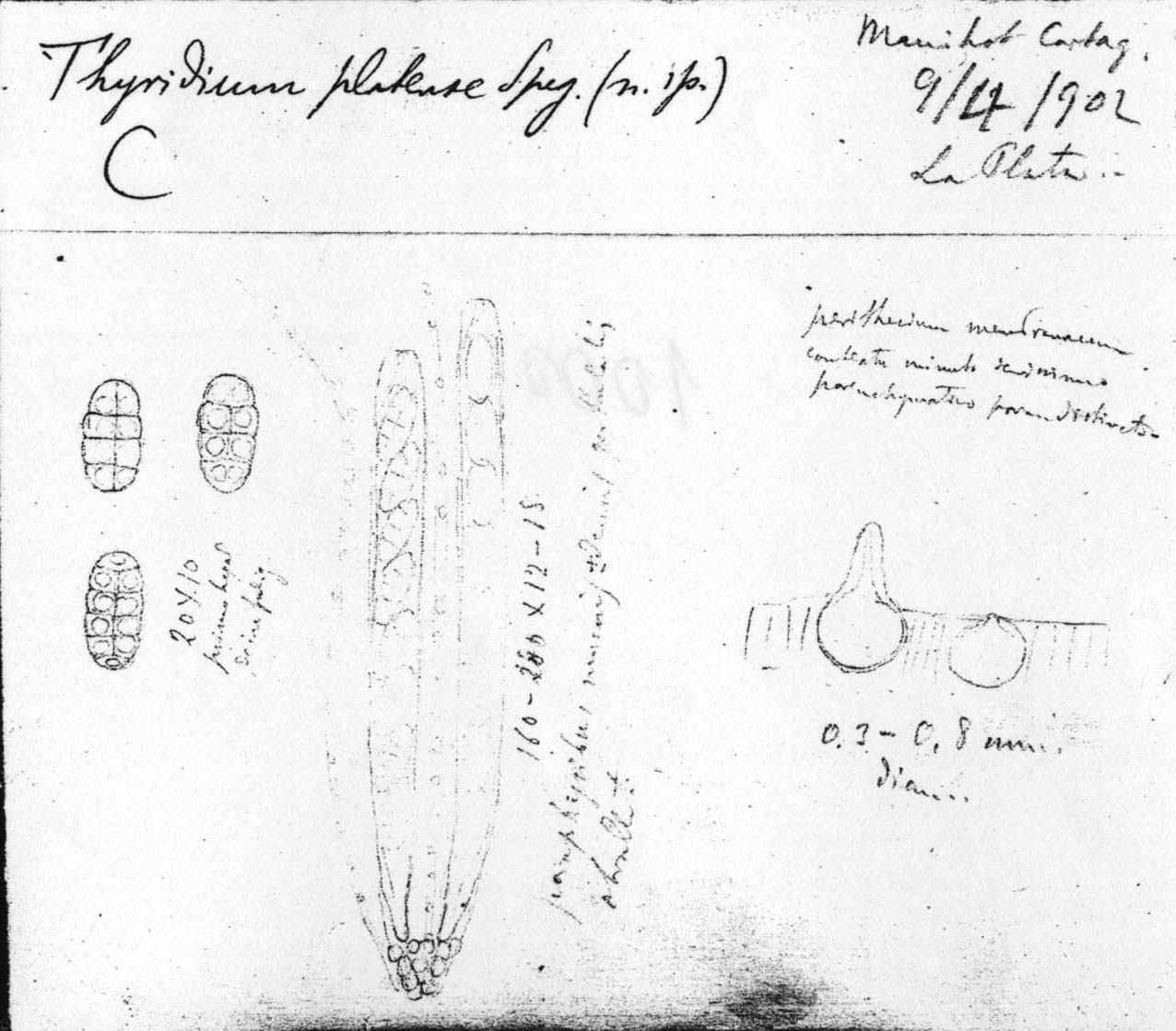 dibujo de Thyridium platense Speg.