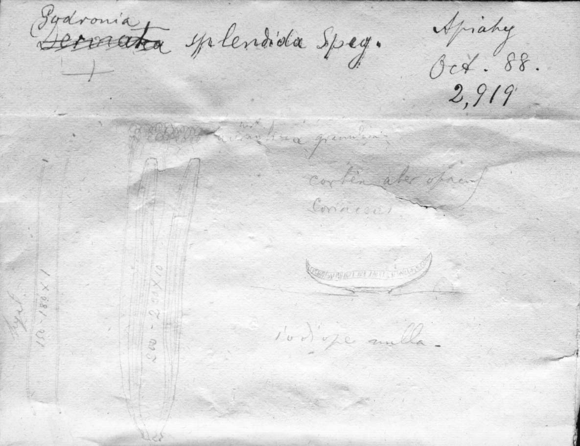 dibujo de Godronia splendida Speg.