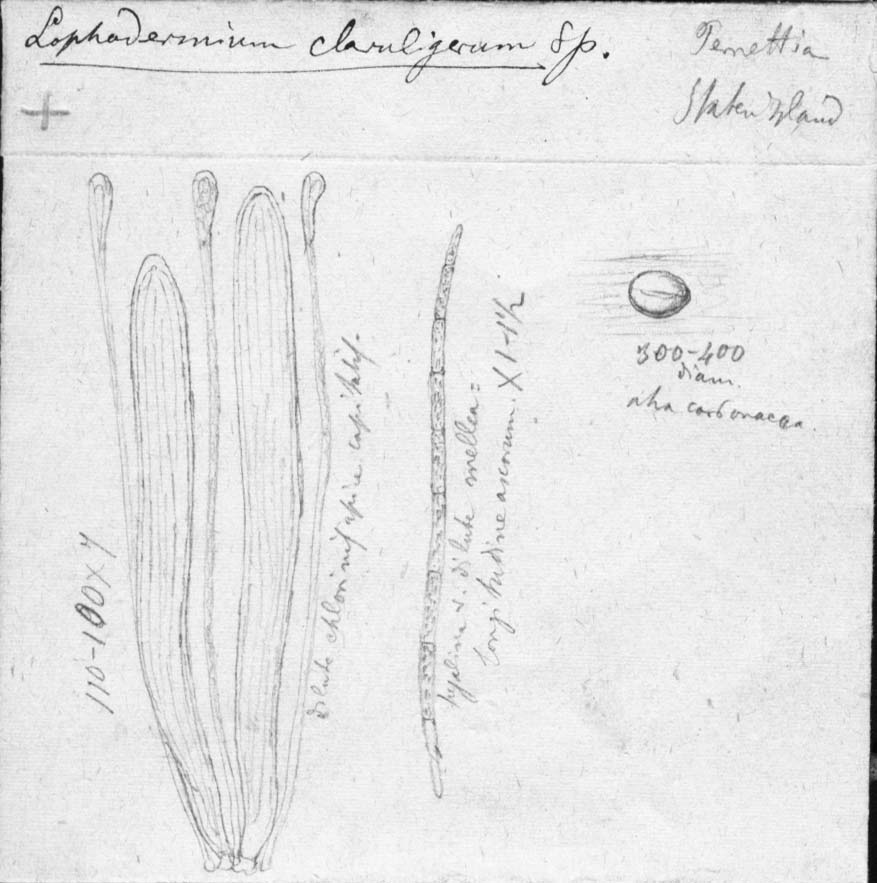 dibujo de Lophodermium clavuligerum Speg.