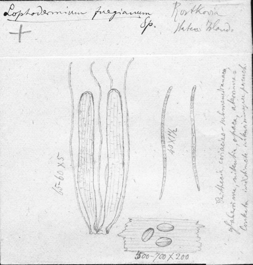 dibujo de Lophodermium fuegianum Speg.