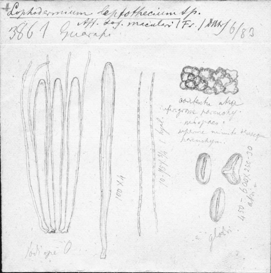 dibujo de Lophodermium leptothecium Speg.