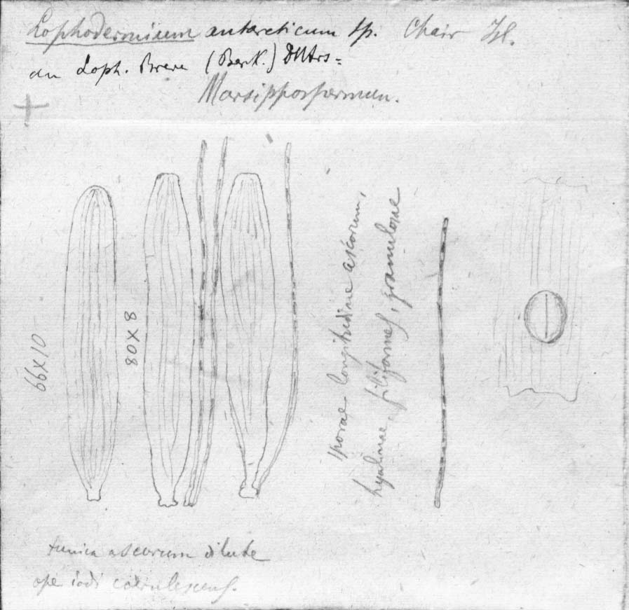 dibujo de Lophodermium antarcticum Speg.