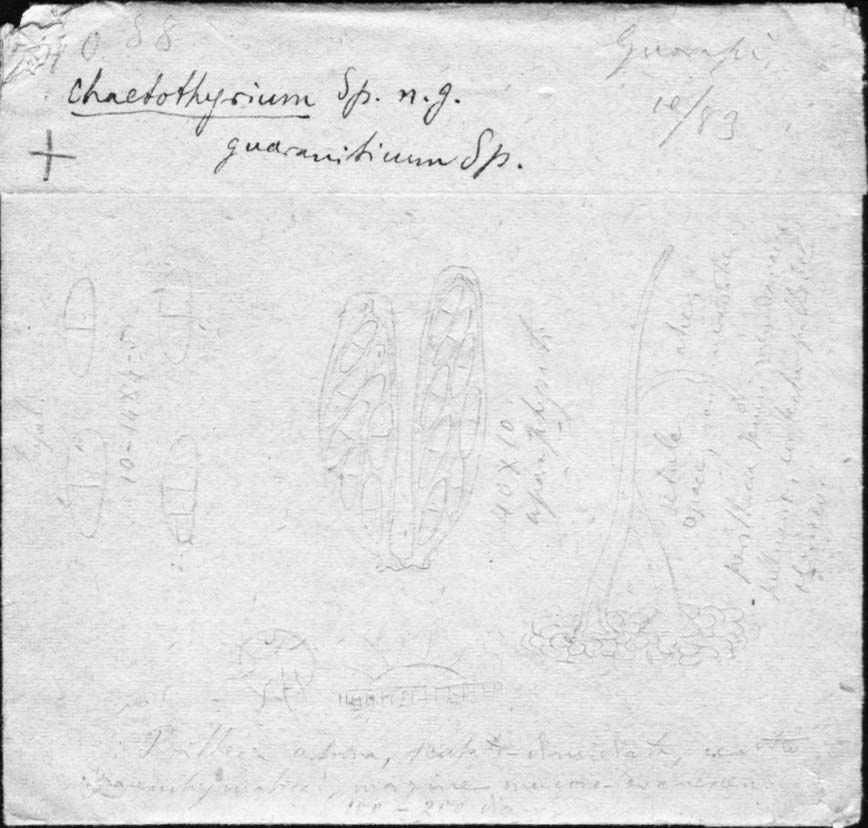 dibujo de Chaetothyrium guaraniticum Speg.