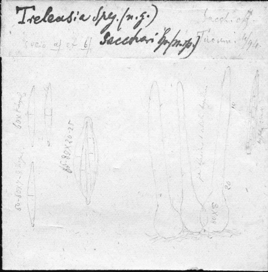 dibujo de Treleasia sacchari Speg.