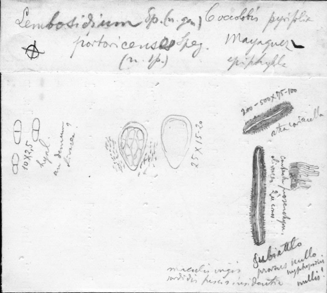 dibujo de Lembosidium portoricense Speg.