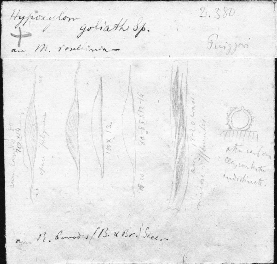 dibujo de Hypoxylon goliath Speg.