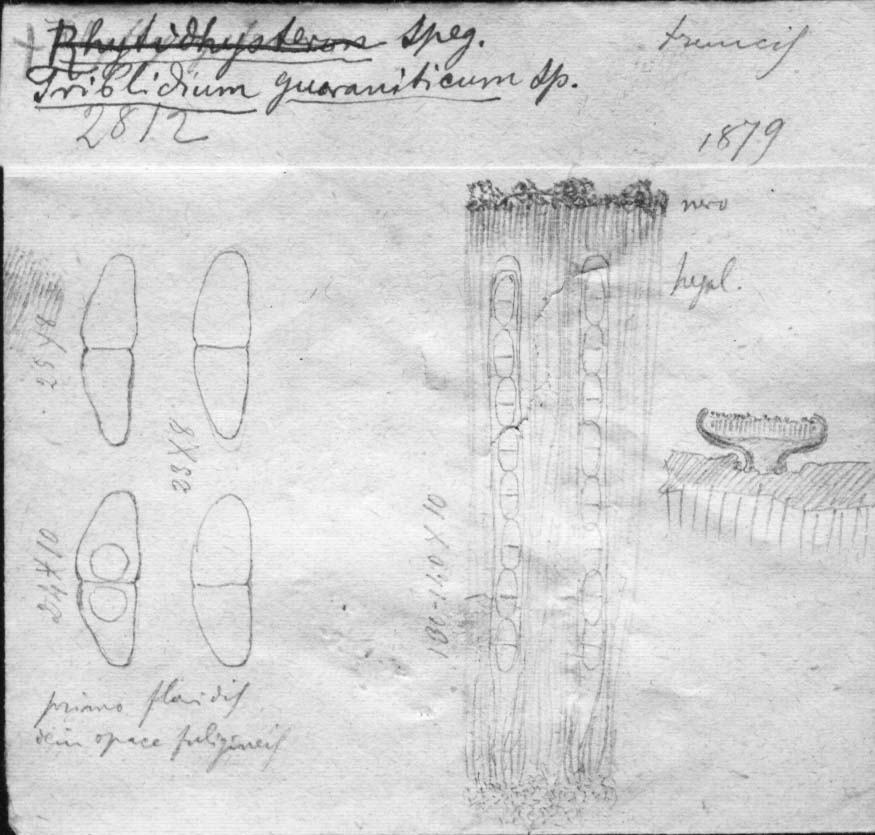 dibujo de Tryblidium guaraniticum Speg.