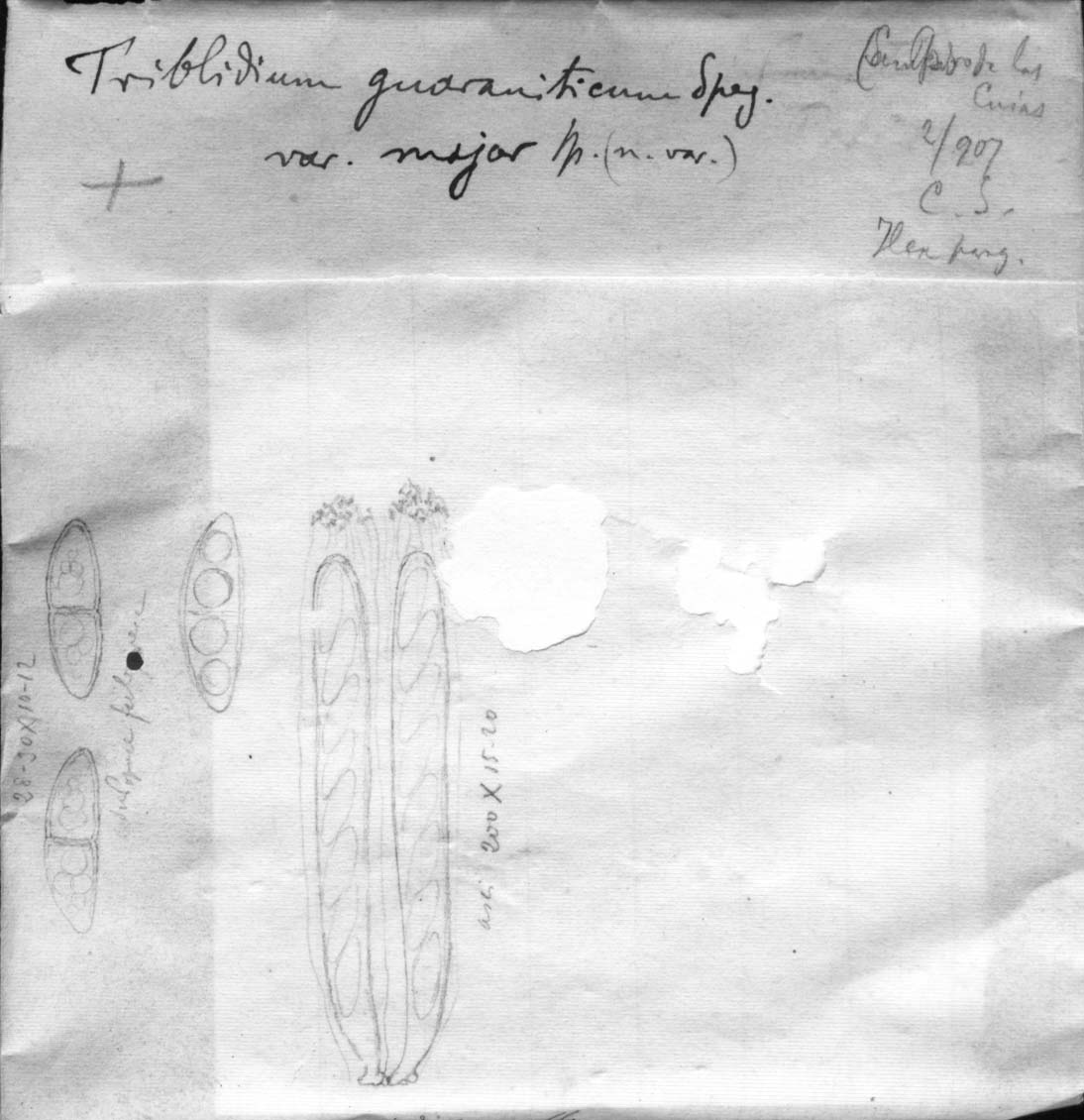 dibujo de Tryblidium guaraniticum var. maius Speg.