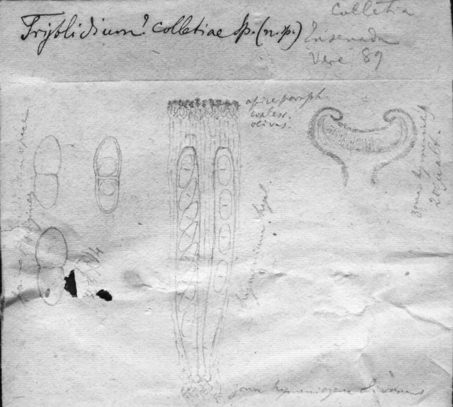 dibujo de Tryblidium colletiae Speg.