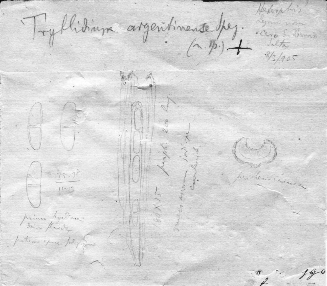 dibujo de Tryblidium argentinense Speg.