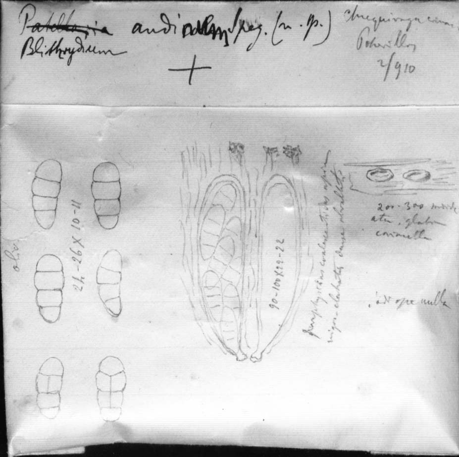 dibujo de Blitridium andinum Speg.