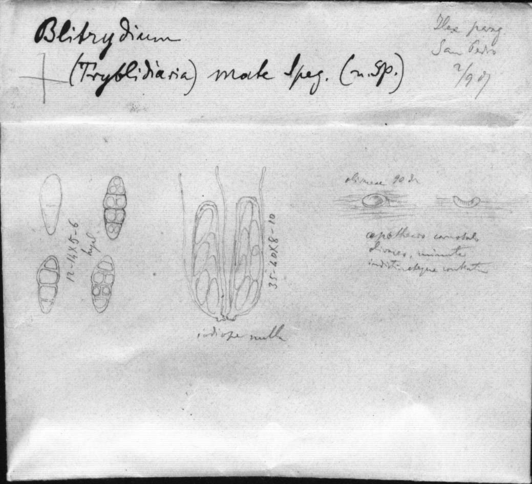 dibujo de Blitridium mate Speg.