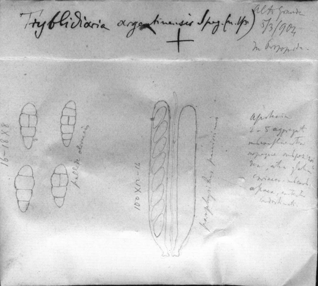 dibujo de Tryblidaria argentinensis Speg.
