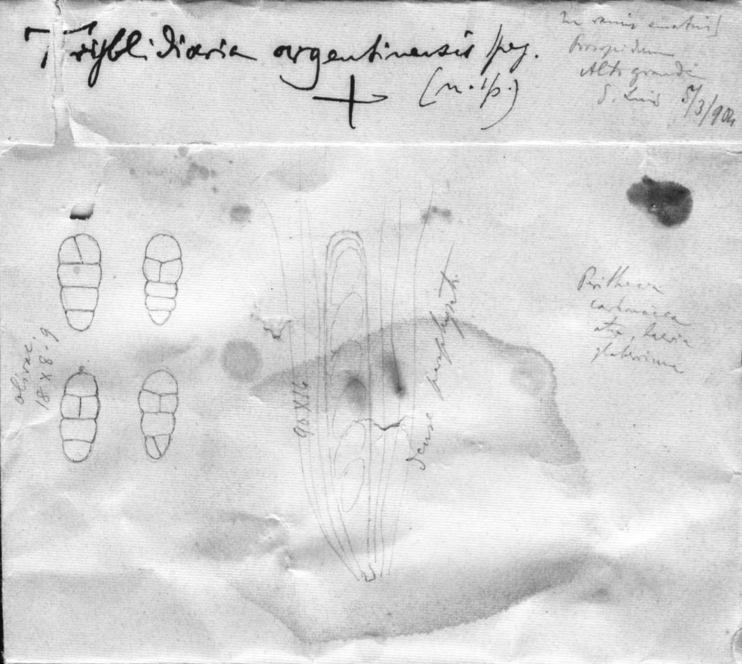 dibujo de Tryblidaria argentinensis Speg.