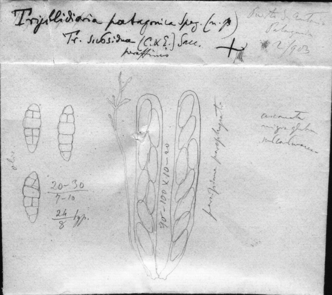dibujo de Tryblidaria patagonica Speg.